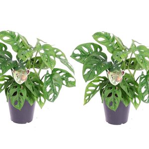 2-pack Monstera Monkey-Mask