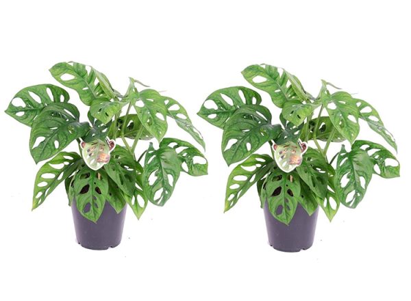 2-pack Monstera Monkey-Mask