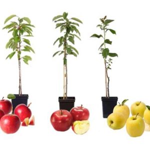 Pilaar appelbomen - mix van 3