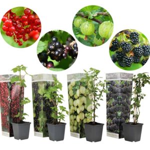 Bessenplanten - mix van 4