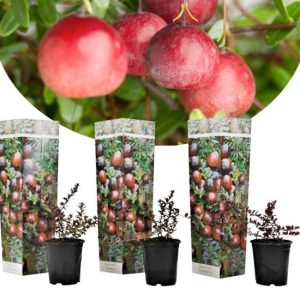 Cranberry - set van 3