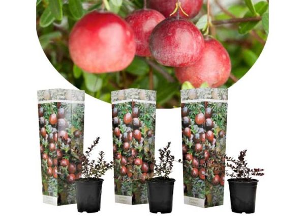 Cranberry - set van 3