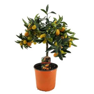 Citrus Kumquat op stam