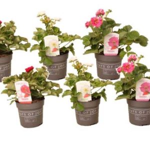 Aardbeienplant "Fragaria Summer Breeze" - set van 6