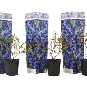 Blauwe bes - set van 3