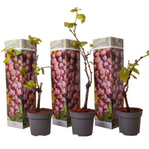 Druiven rood - set van 3