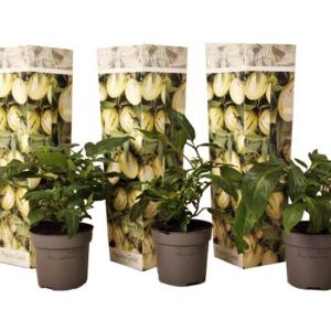 Pepino Gold "Meloenpeer" set van 3